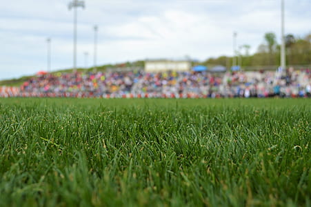 focus photo of field thumbnail