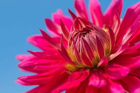 shallow focus photography of red flower thumbnail