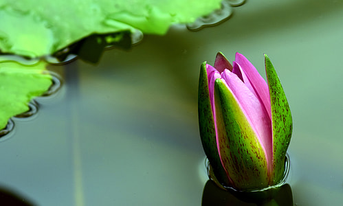 macro photography of pink flower bud thumbnail
