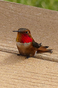 close-up photography of ruby-throated hummingbird thumbnail