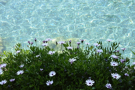 white petaled flowers near body of water thumbnail