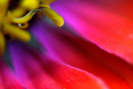 macr photo of red flower thumbnail