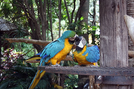two yellow and blue macaws on top of metal surface thumbnail