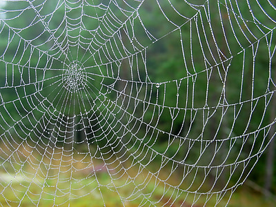 spider web shallow focus thumbnail