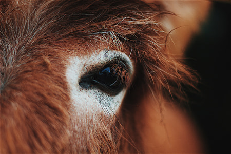 close up photography, brown, goat, eye thumbnail