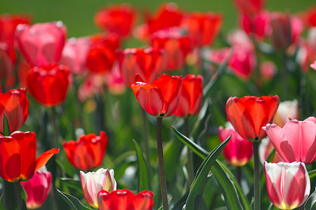 red tulips shallow focus photography thumbnail