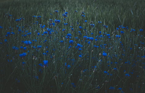 Photo of Blue Petaled Flowers thumbnail