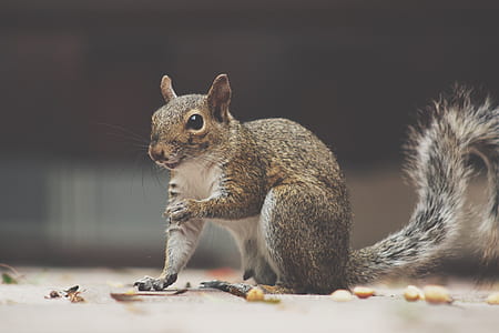 selective focus photo of brown squirrel thumbnail