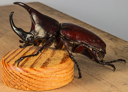Tropical Beetles, Rhinoceros Beetle thumbnail