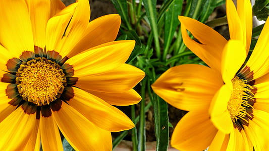 Two Yellow Flowers thumbnail