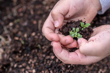 person holding green plant with soil thumbnail