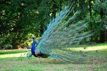 multicolored peacock on grass land thumbnail