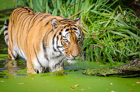 tiger on water beside green bush thumbnail