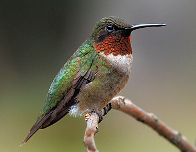 green and brown bird on branch thumbnail