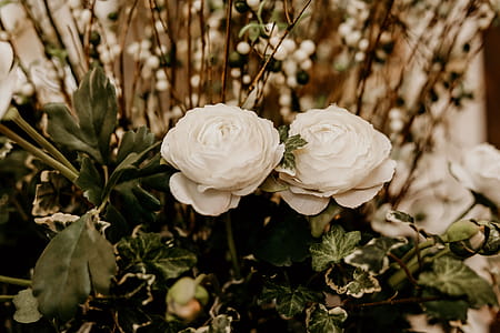 Selective Focus Photography of Two White Petaled Flowers thumbnail