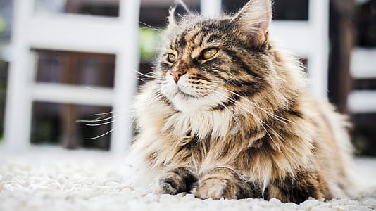 gray maine coon cat on pavement thumbnail