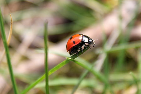 orange and black polka-dotted bug on green leaf during daytime thumbnail