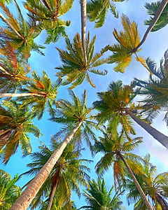 palm trees in worms view photography thumbnail