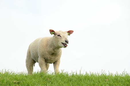 beige sheep on green grass at daytime thumbnail
