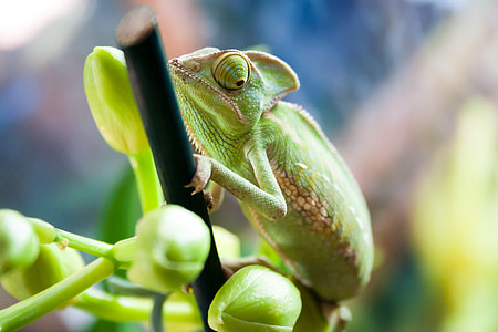 shallow focus photography of green chameleon thumbnail