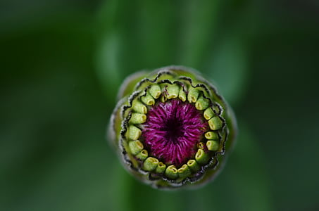 selective focus photography of purple flower bud thumbnail