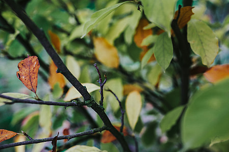 Close-ups of leaves on trees thumbnail