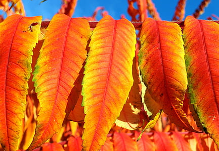 photo of yellow and orange leaves thumbnail