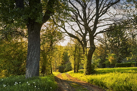 green leaf tree during daytime thumbnail