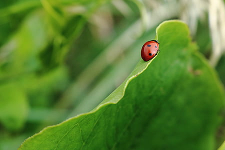 selective focus of red ladybug perched on green leaf thumbnail