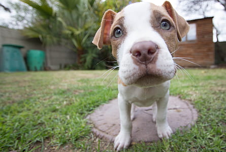 tan and white American pit bull terrier closeup photography thumbnail