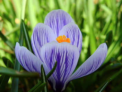 closeup photography of purple and white crocus flower thumbnail