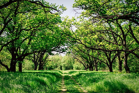 tree surrounded by grass field thumbnail