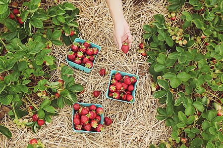 person holding strawberry near filled strawberries boxes thumbnail