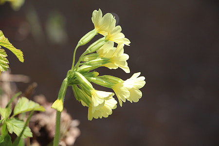 macro photography of yellow cowslip flowers thumbnail