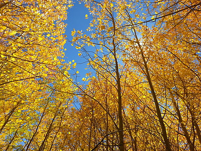 yellow trees thumbnail