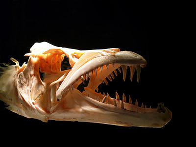 beige animal skull thumbnail