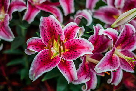 Pink Lilies In Bloom Photo thumbnail