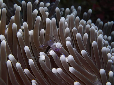 white coral lot thumbnail
