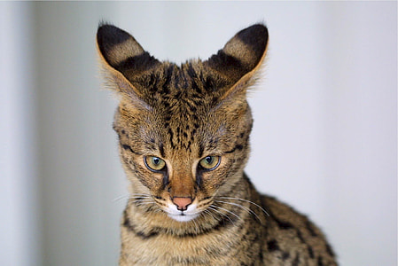 closeup photography of brown tabby cat thumbnail