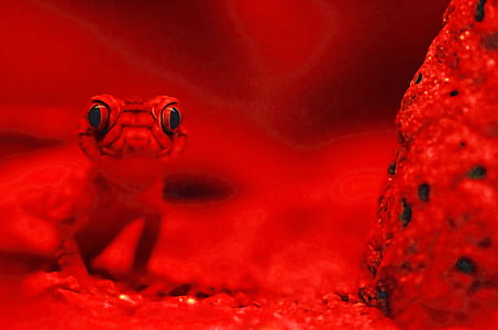 red frog thumbnail