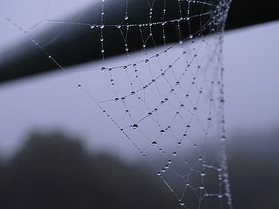selective focus photography of dew on spiderweb thumbnail