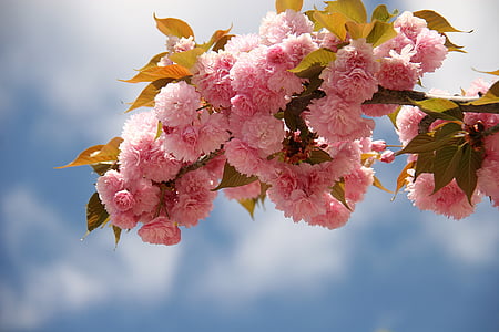 pink petaled flowers during daytime thumbnail
