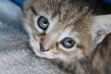 selective focus photography of brown tabby kitten thumbnail