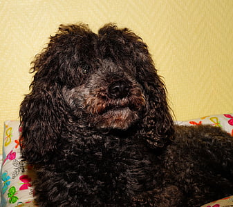 long-coated brown and black dog close-up photo thumbnail