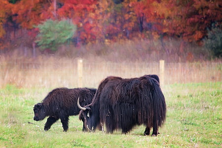two brown yaks eating on grass field thumbnail