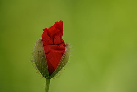 selective focus photography of red poppy flower thumbnail