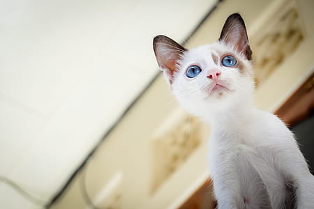 White Short Fur Kitten With Blue Eyes thumbnail