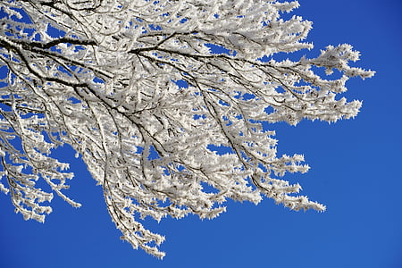 closeup photo of white tree thumbnail