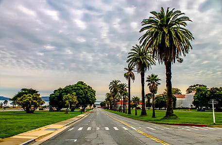 palm tree beside road thumbnail
