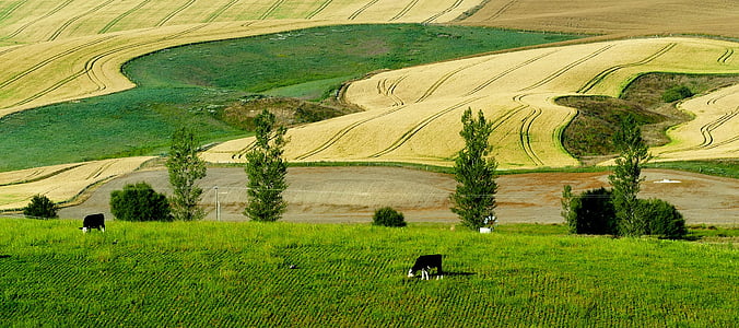black and white cow feeding on grass field thumbnail